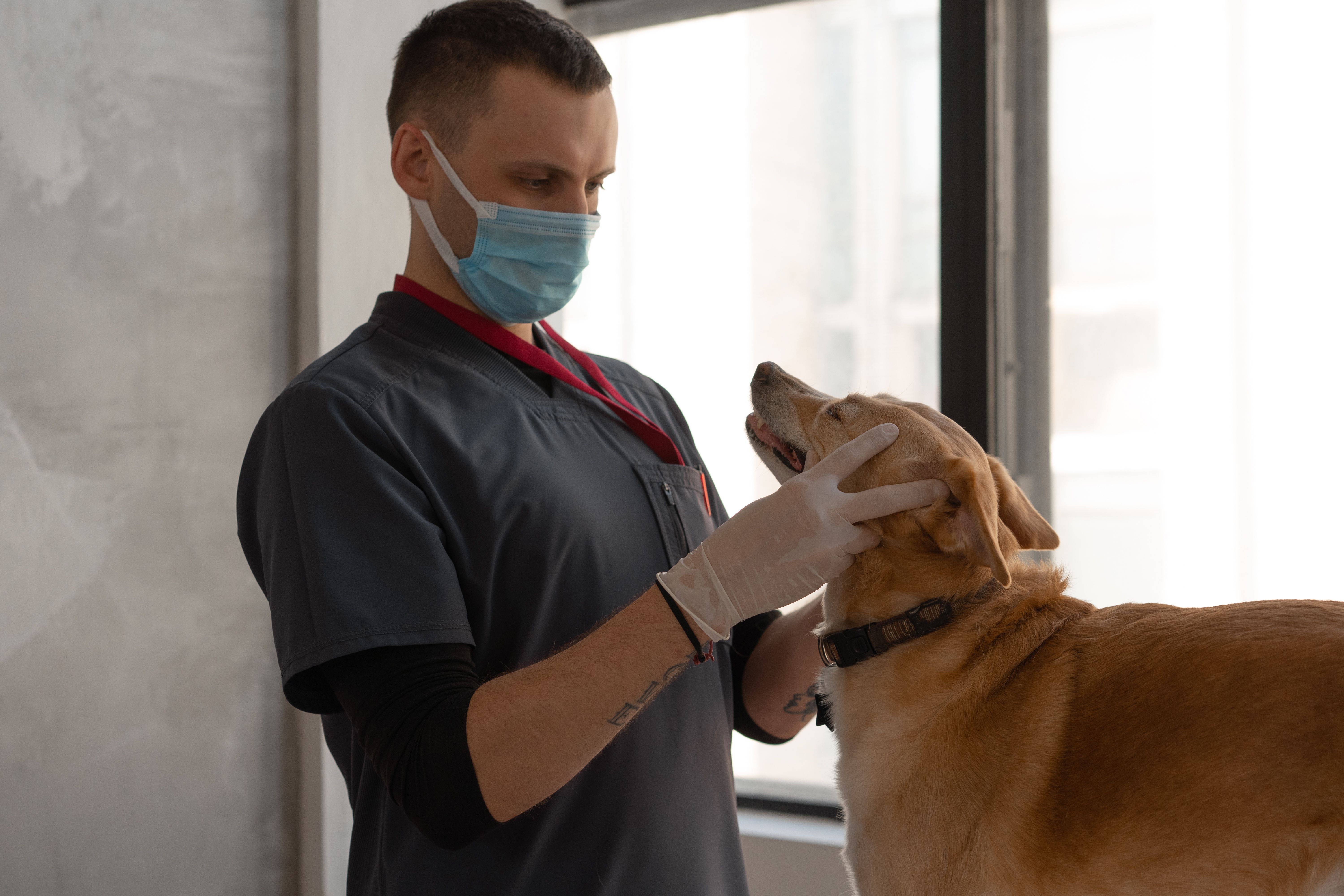 A veterinary surgeon examining a dog in a clinic while holding the animal’s head gently with both hands