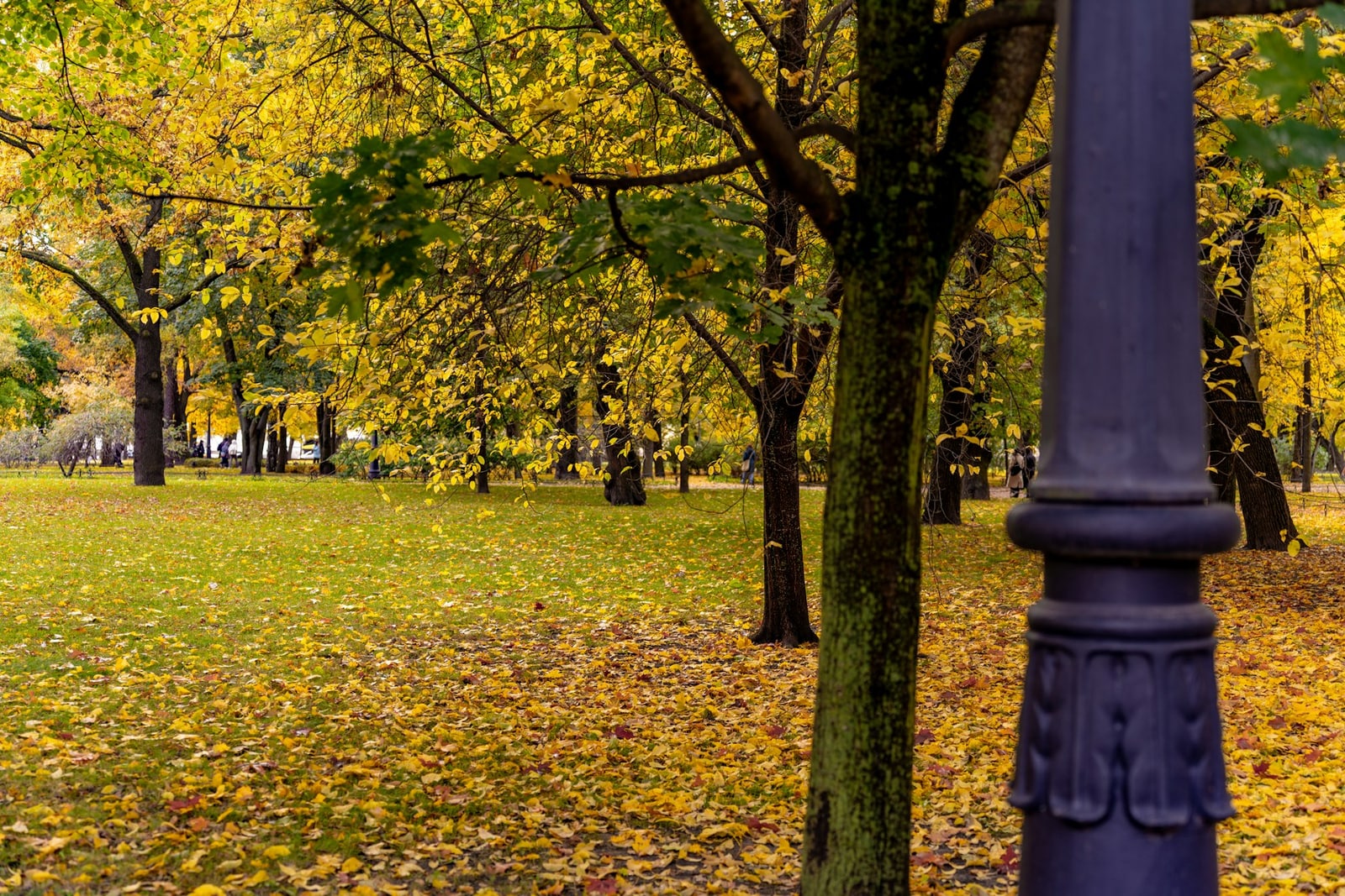 Autumn: a path among trees with golden leaves