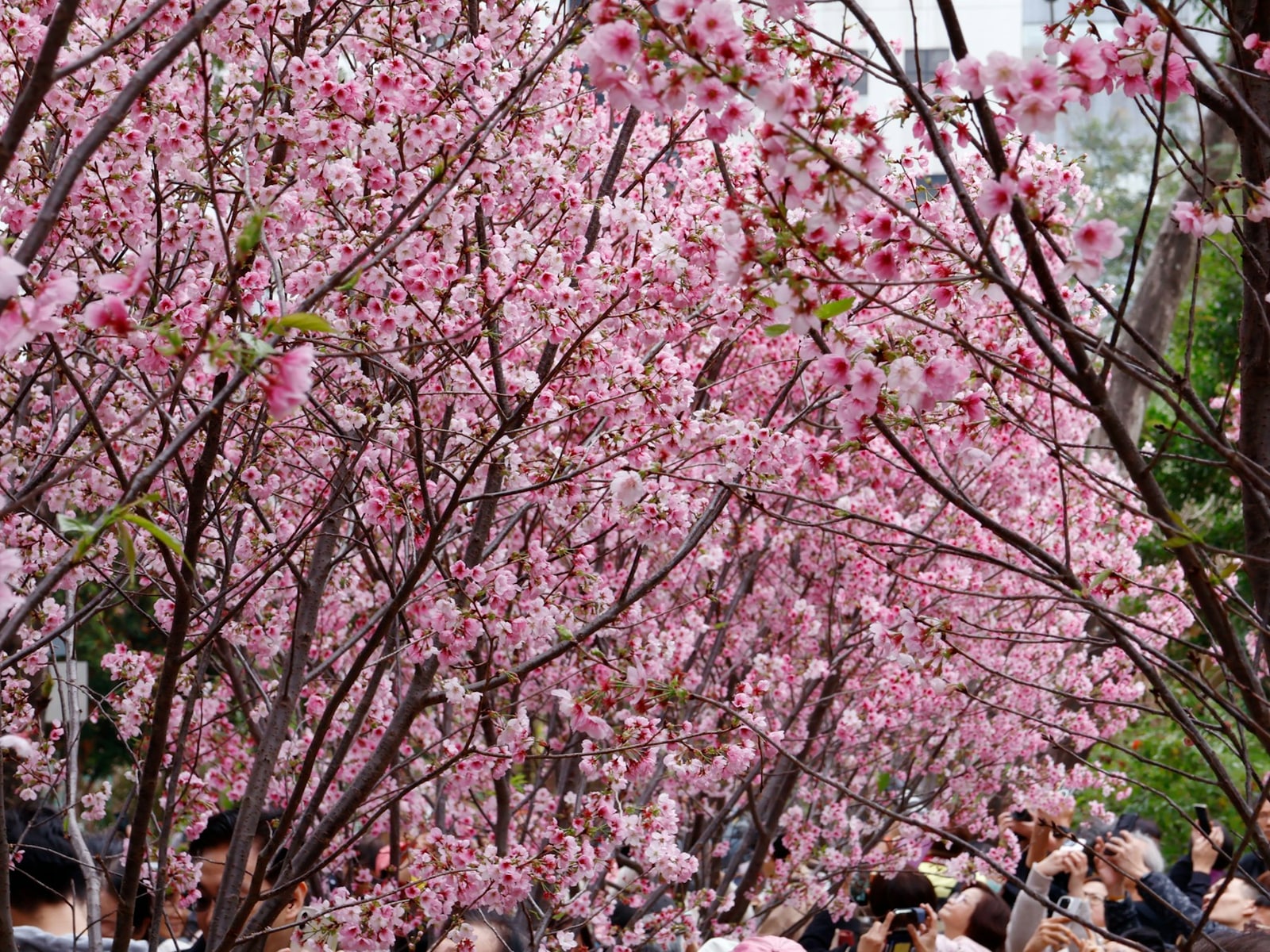 Spring: flowering trees along a path