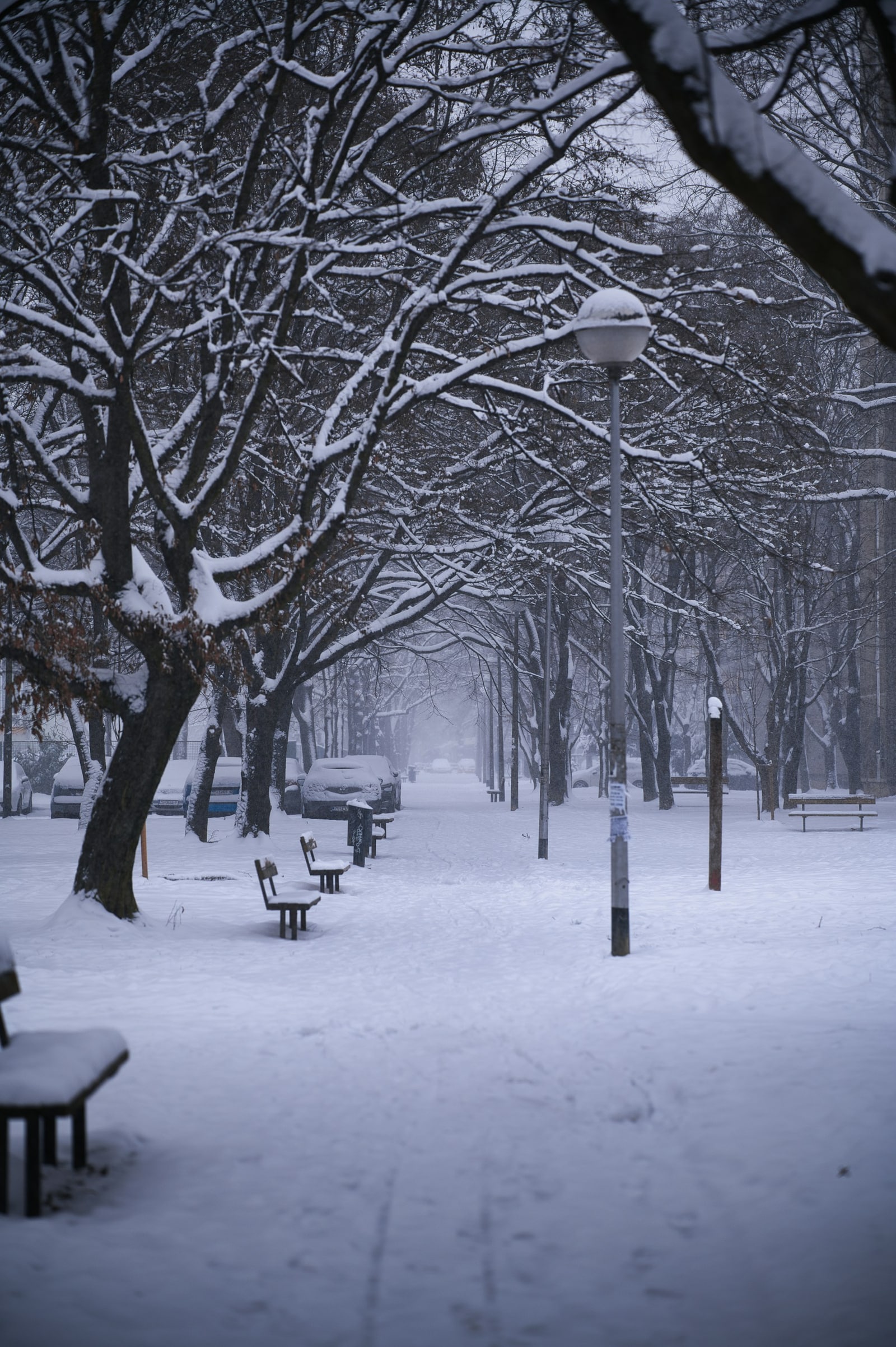 Winter: a snow-covered path and trees